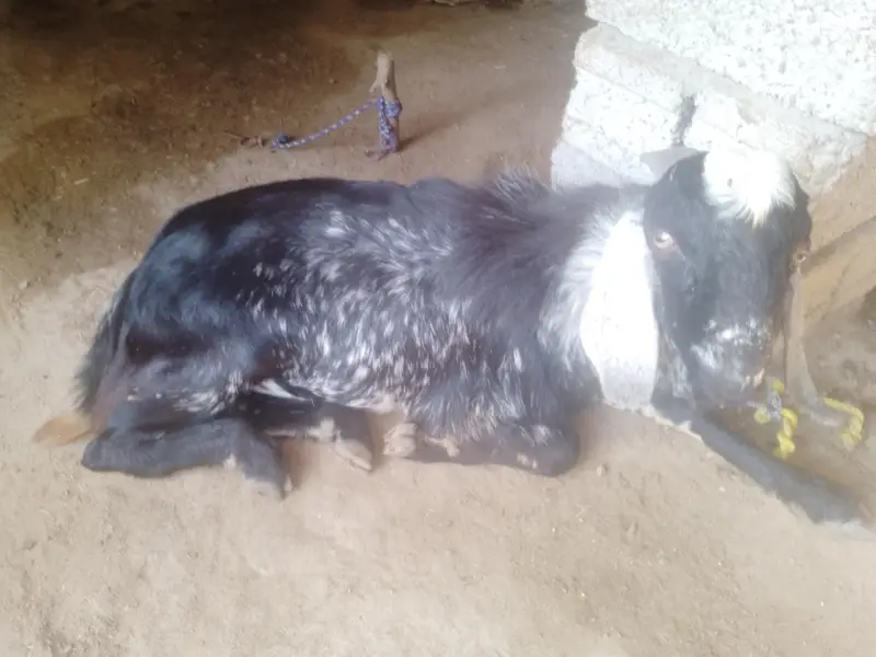 bakray For sale. kheeray hain — photo 6