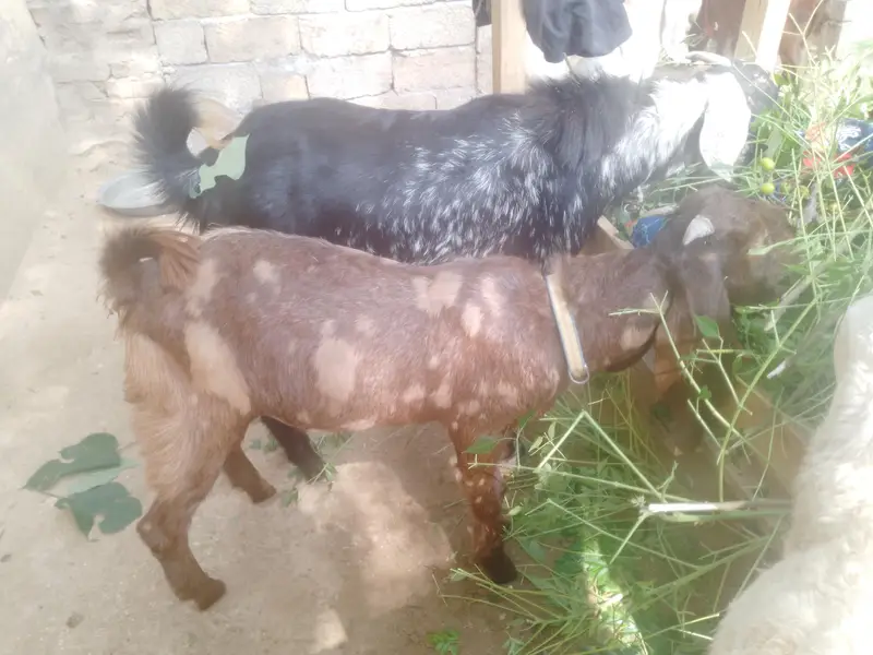 bakray For sale. kheeray hain — photo 7