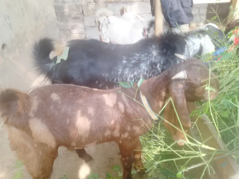 bakray For sale. kheeray hain — photo 8