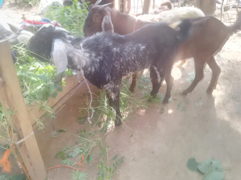 bakray For sale. kheeray hain — photo 9