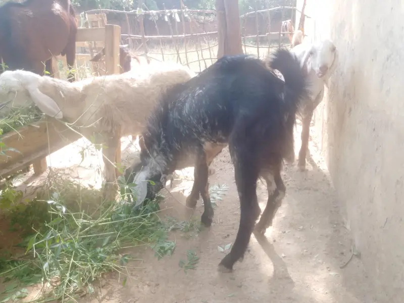 bakray For sale. kheeray hain — photo 10