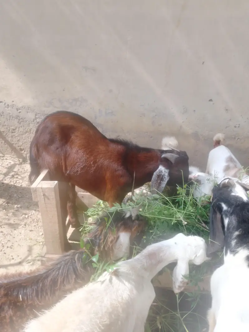 bakray For sale. kheeray hain — photo 11