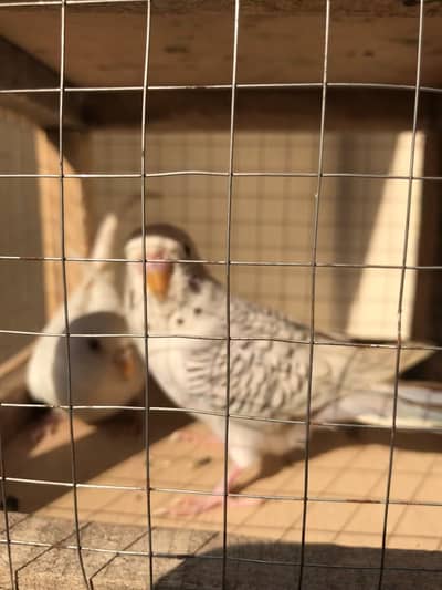 Dun fellow breeder Pair