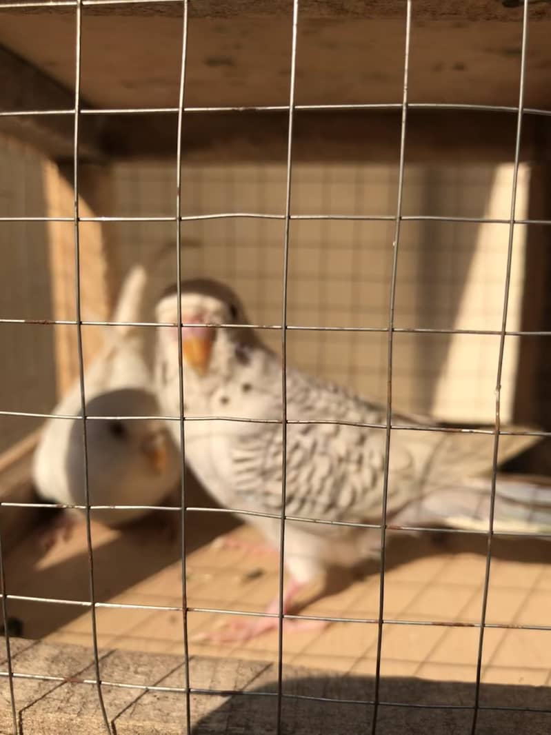 fellow breeder Pair 0