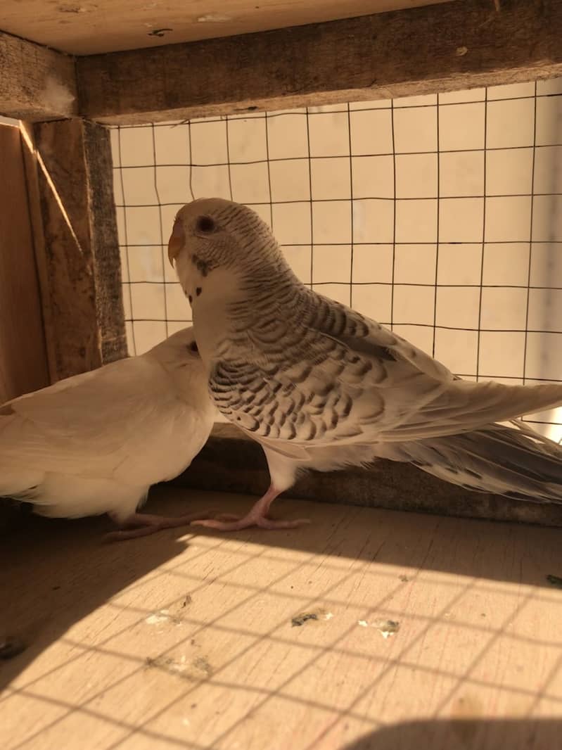 fellow breeder Pair 1