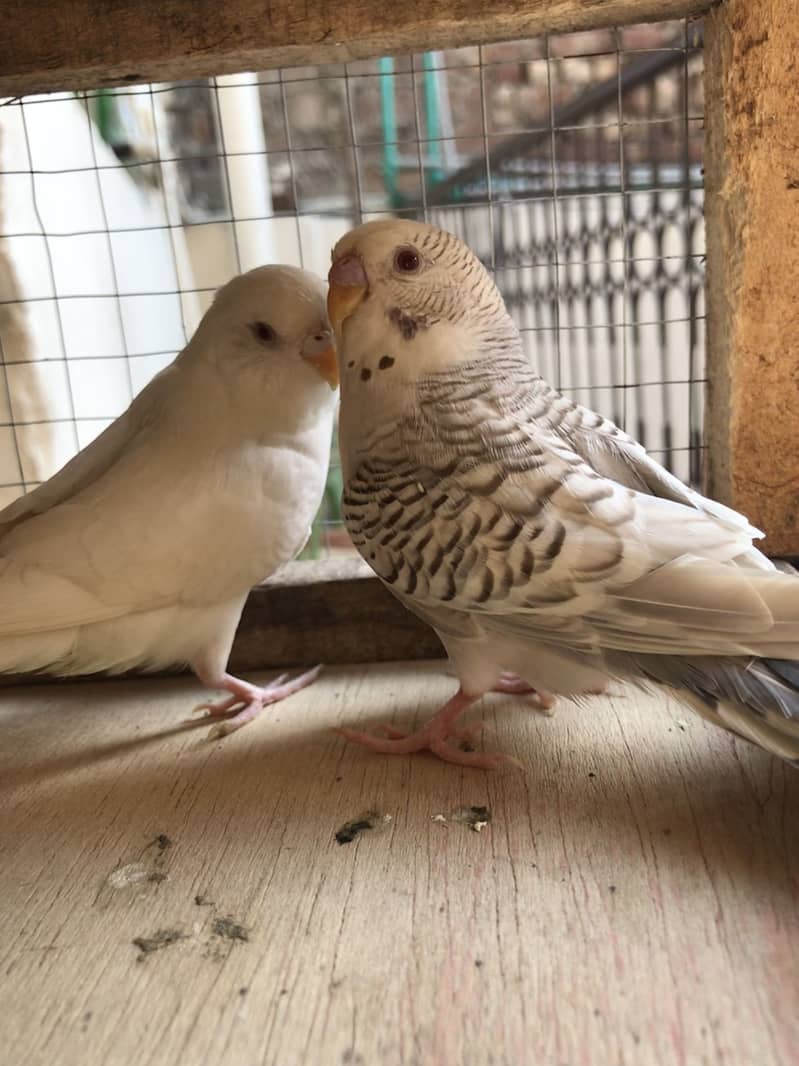 fellow breeder Pair 2