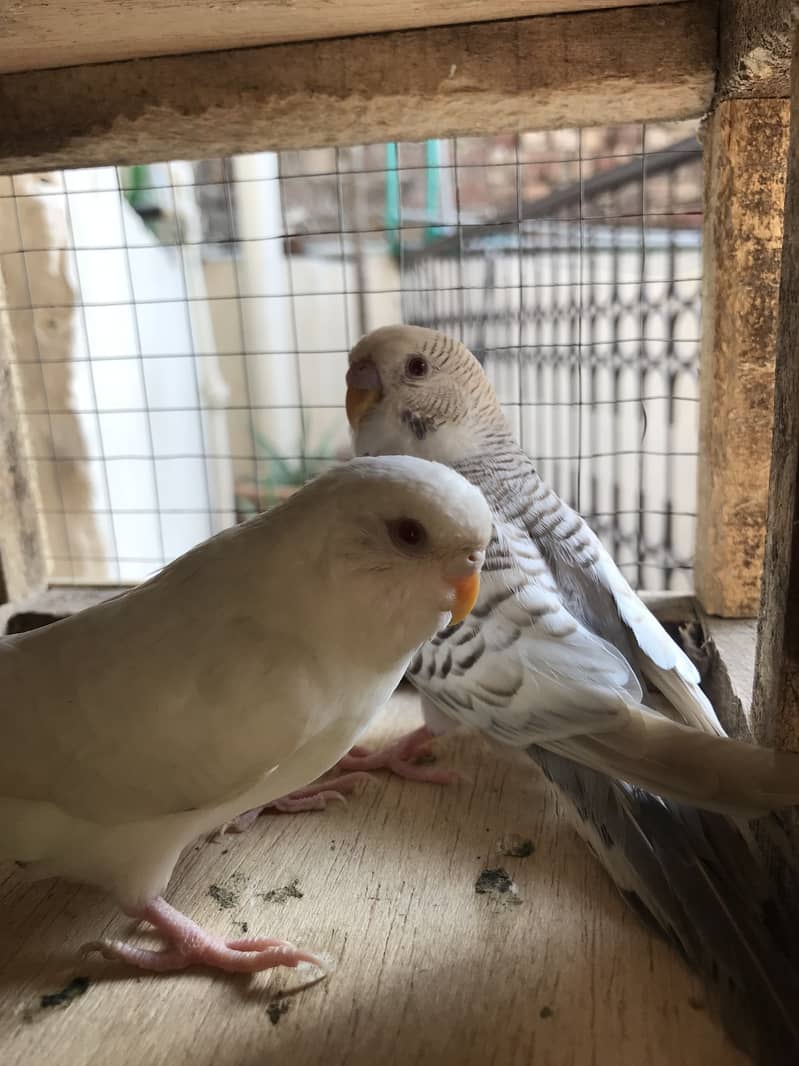fellow breeder Pair 3