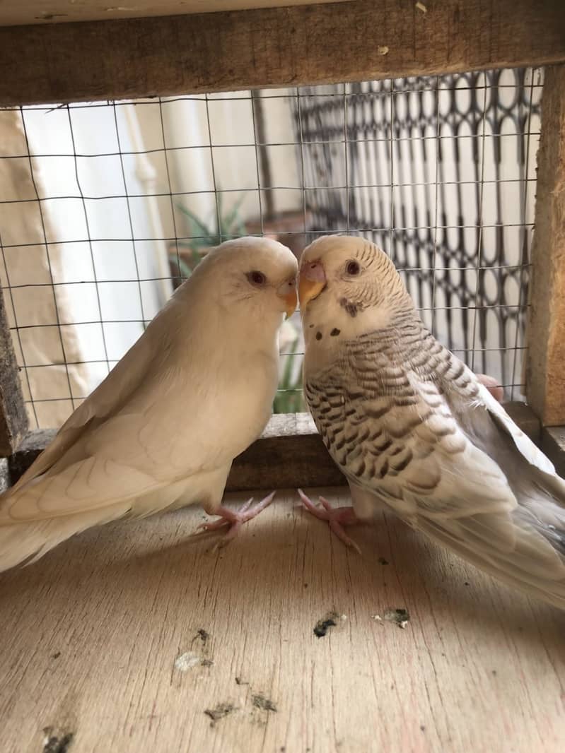 fellow breeder Pair 4