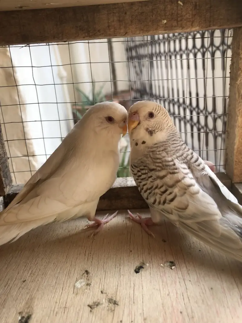 fellow breeder Pair — photo 5