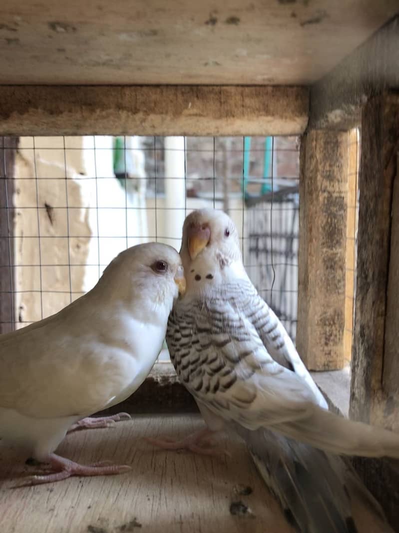 fellow breeder Pair 5