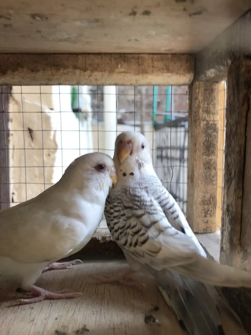 fellow breeder Pair — photo 6