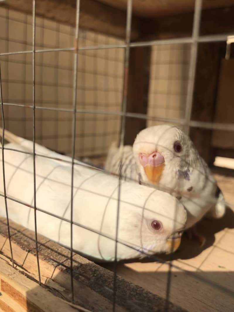 fellow breeder Pair 6