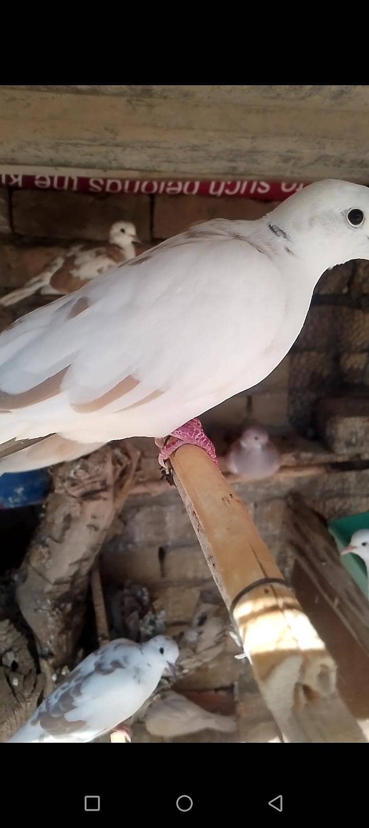 dove. 3