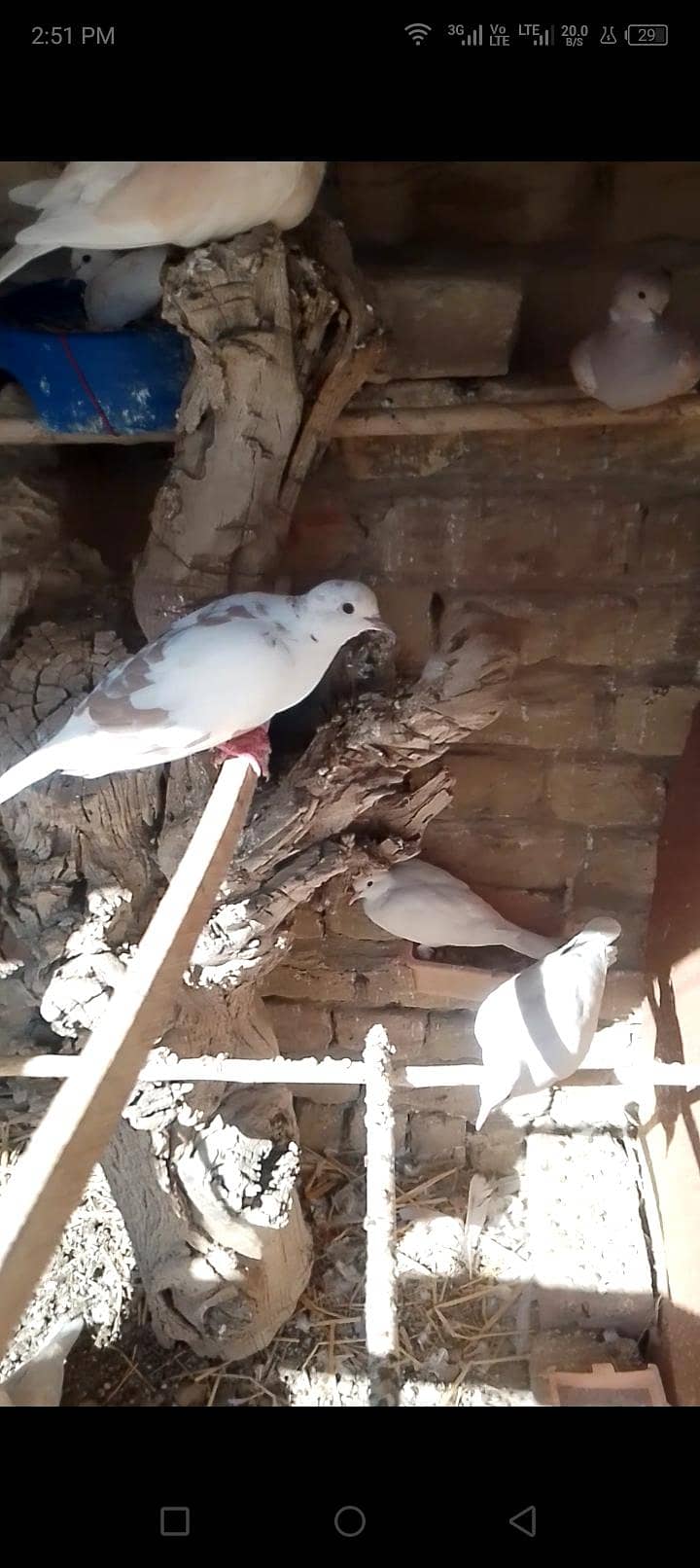 dove. 6