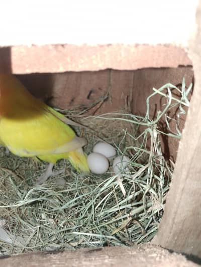 Lovebirds Pair for Sale with Eggs