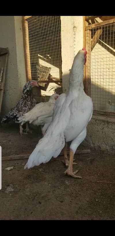 Heera male/Heera Patha