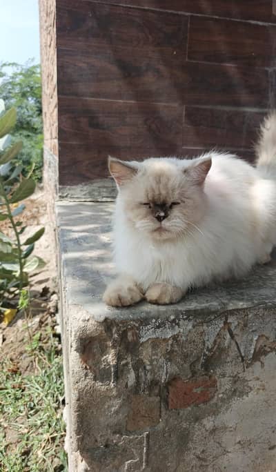 persian Cat