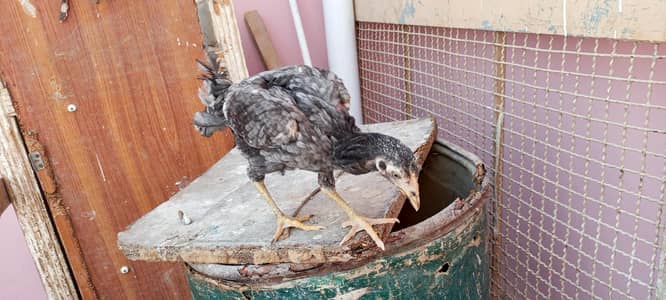 aseel chick and  0bite