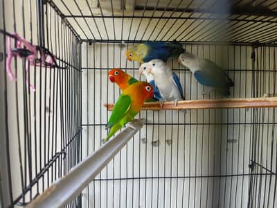 love birds pair
