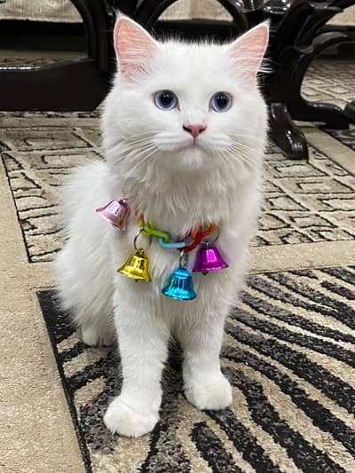 White Persian cat up for ADOPTION!