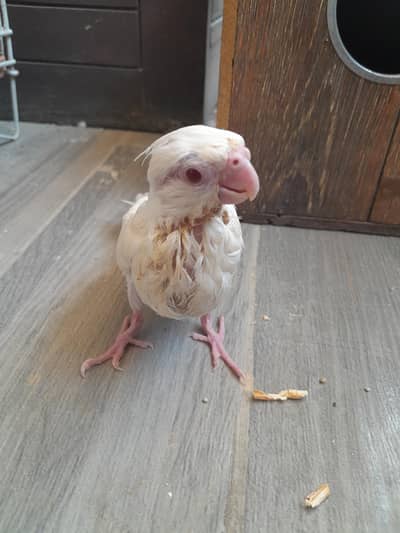 cocktail baby