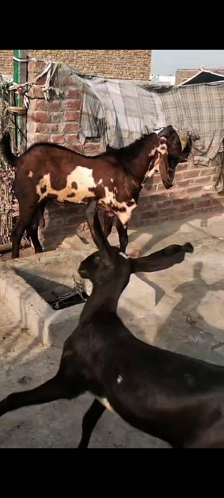 bettal bakra 0