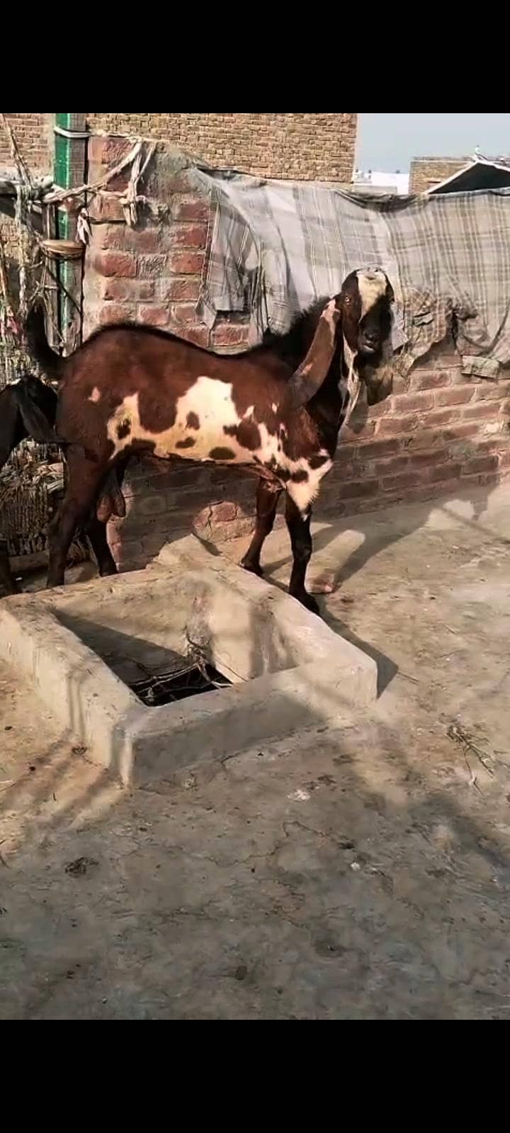 bettal bakra 1