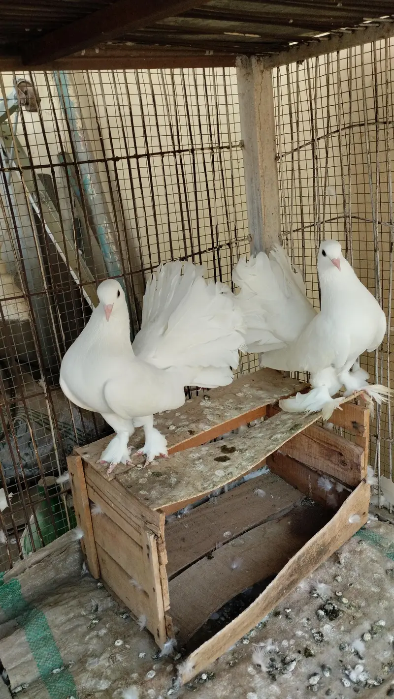 lakka kabutar — photo 2