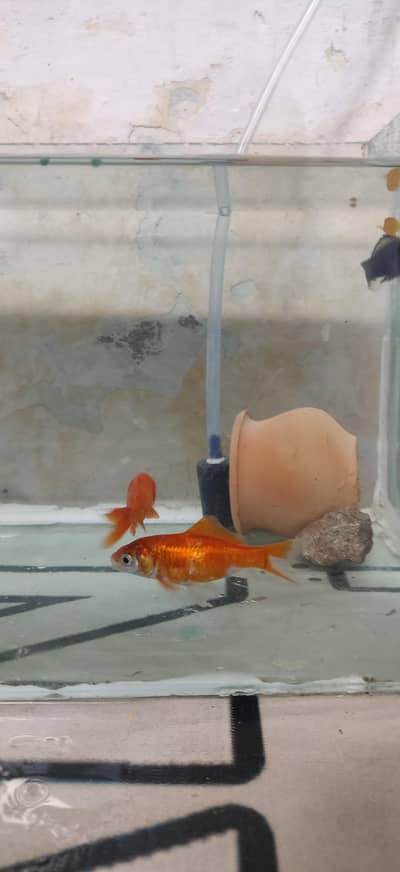 Goldfish Breeding Pair – 4 Months Old