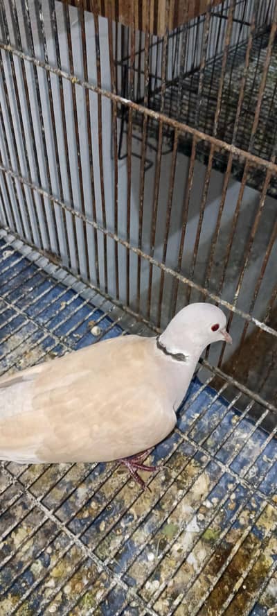 Doves Breeder Pair With Chicks