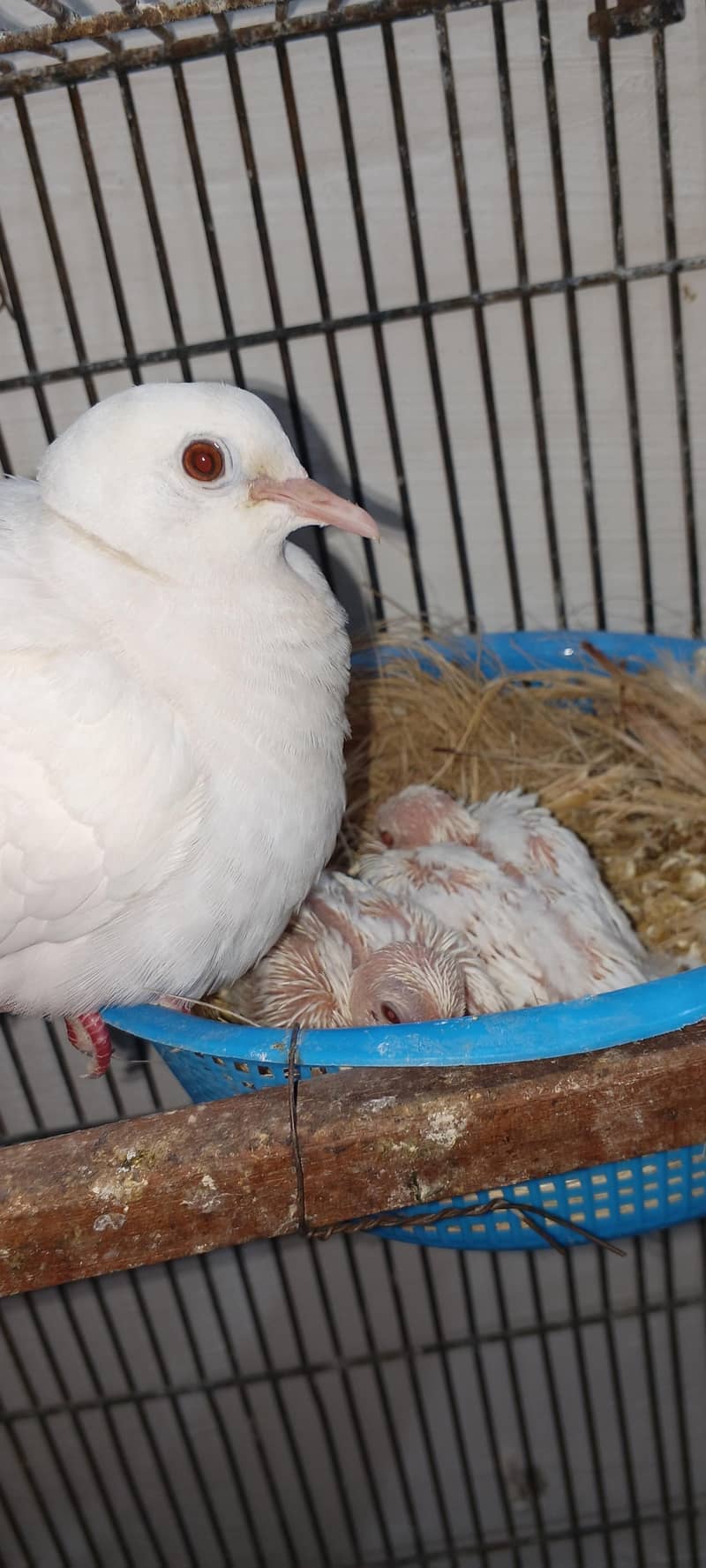 Doves Breeder Pair With Chicks 1