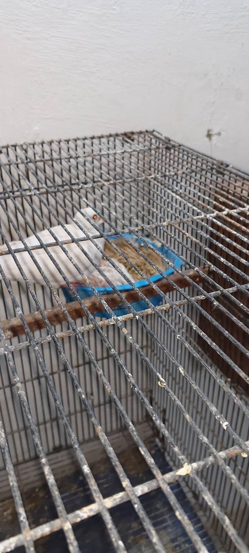 Doves Breeder Pair With Chicks 2