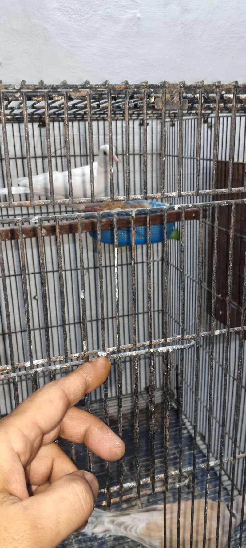 Doves Breeder Pair With Chicks 3