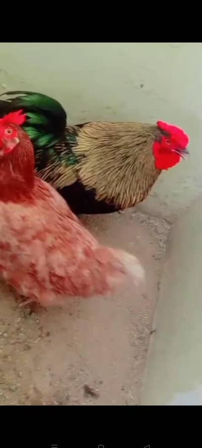 Healthy Golden Misri Hen & Rhode Island Red Rooster Pair