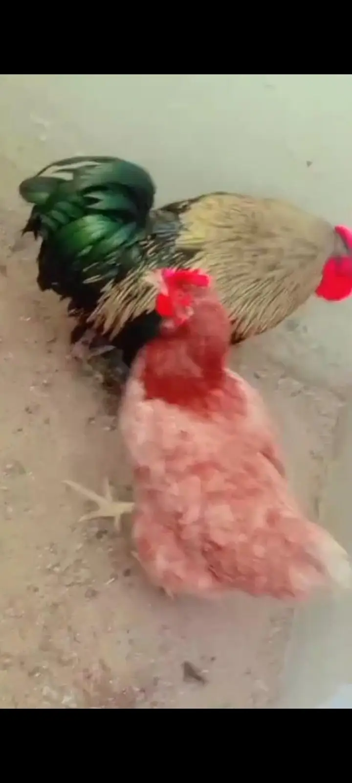 Healthy Golden Misri Hen & Rhode Island Red Rooster Pair — photo 2