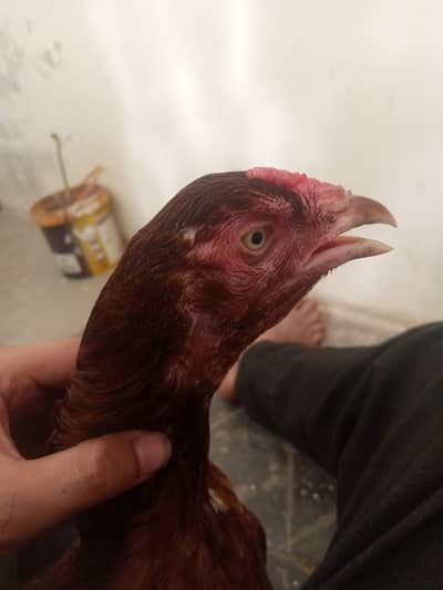 Murgi for sale
