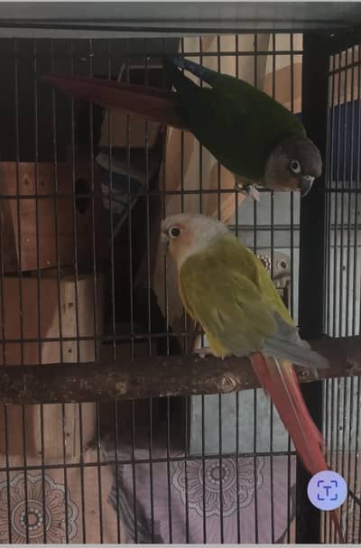 BREEDER OF CONURE
