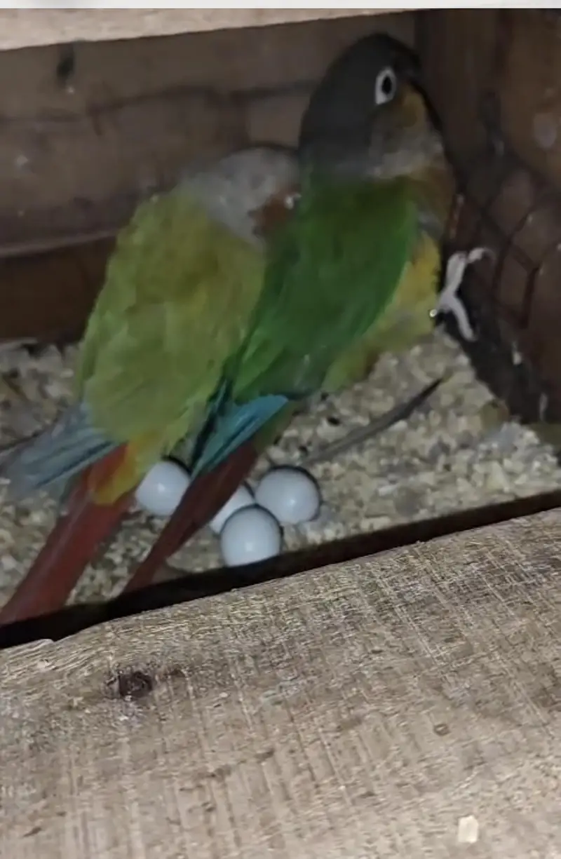 BREEDER OF CONURE — photo 2
