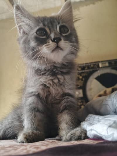 adorable kittens