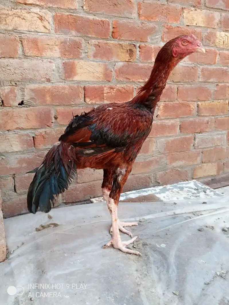 pure assel Shamo cross male high qualityfull long height 03024453110 — photo 2