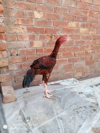 pure assel Shamo cross male high qualityfull long height 03024453110