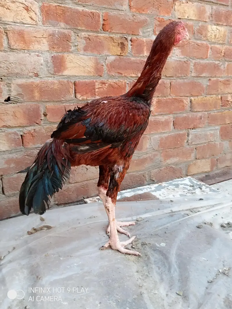 pure assel Shamo cross male high qualityfull long height 03024453110 — photo 3