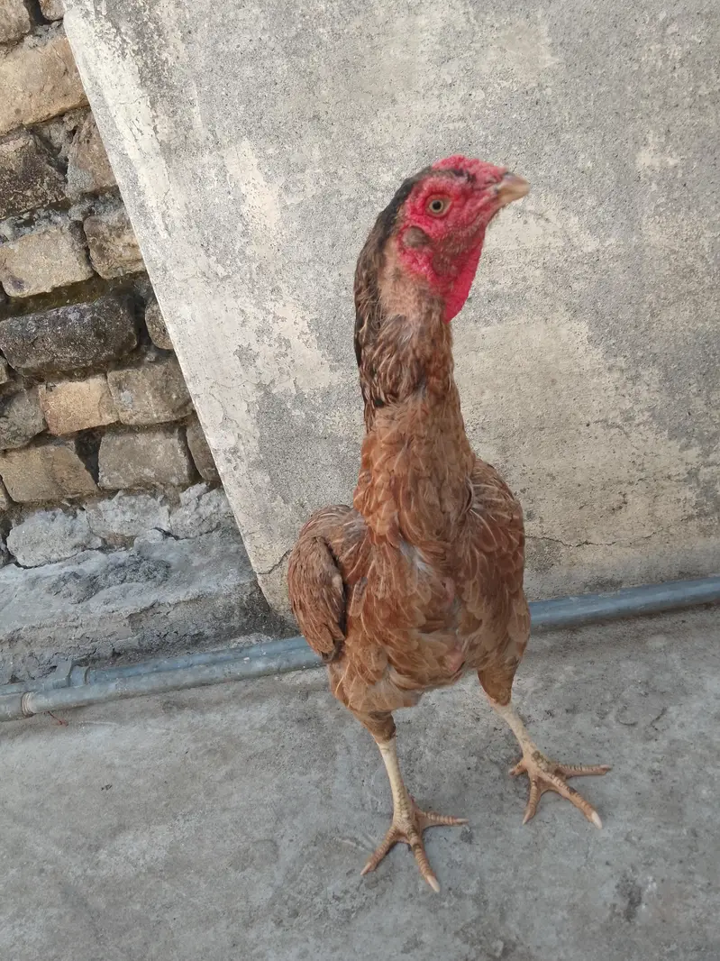what's app number +923470924203 — photo 2