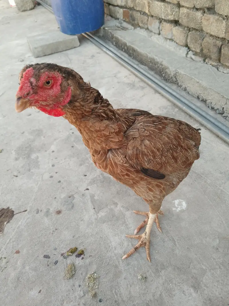 what's app number +923470924203 — photo 3