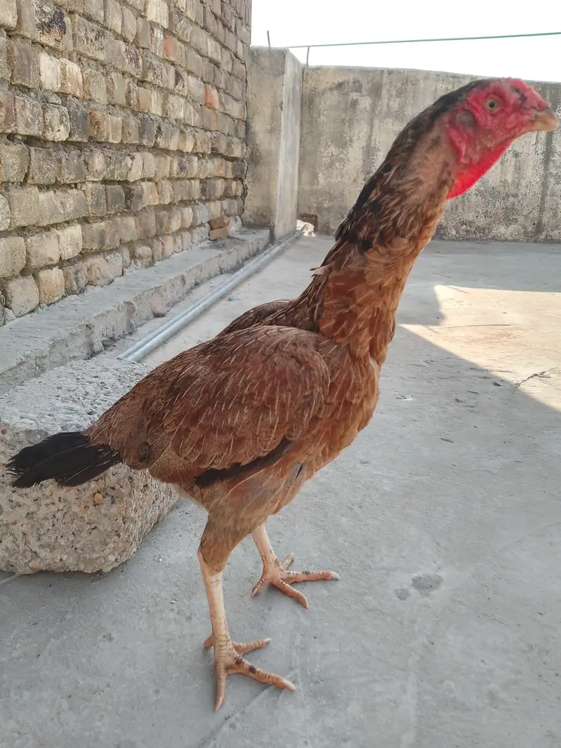 what's app number +923470924203 — photo 4