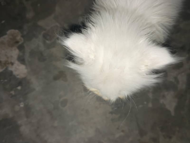 kitten 0