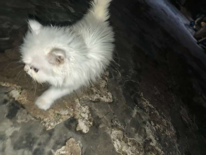 kitten 1