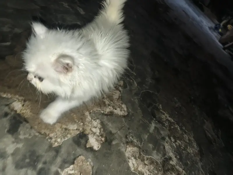 kitten — photo 2