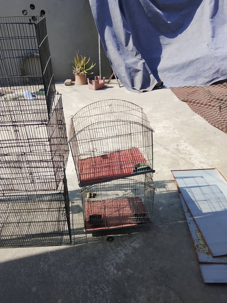 Bird cage 5