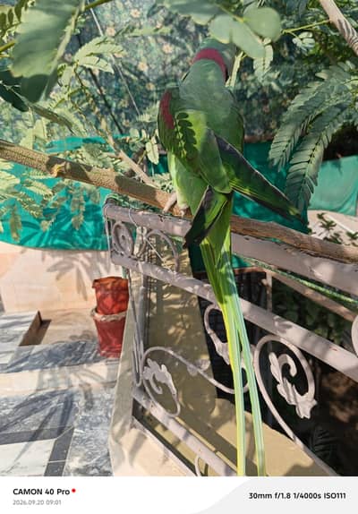 raww parrot for sale in bahawalpur and multan